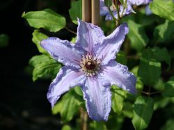 Clematis `Ekstra`, 60-100 cm, Clematis `Ekstra`, Containerware Clematis `Ekstra`, 60-100 cm, Clematis `Ekstra`, Containerware