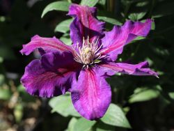 Clematis 'Julka' - Clematis 'Julka'