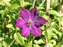 Clematis 'Anna', 60-100 cm, Clematis viticella 'Anna', Containerware