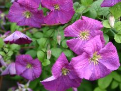 Clematis 'Little Butterfly', 60-100 cm, Clematis viticella 'Little Butterfly'