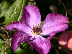 Baumschule Horstmann: Clematis Kaaru, 60-100 cm, Clematis viticella Kaaru, Containerware