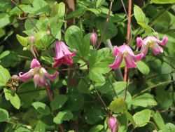 Baumschule Horstmann: Clematis Odoriba, 60-100 cm, Clematis viorna Odoriba, Containerware