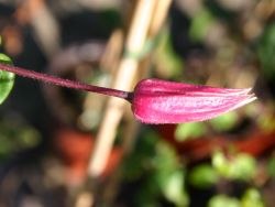 Baumschule Horstmann: Clematis Ladybird Johnson, 60-100 cm, Clematis texensis Ladybird Johnson