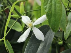Immergr�ne Waldrebe Clematis