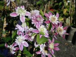Baumschule Horstmann: Clematis Josephine TM Evijohill (N), 60-100 cm, Containerware