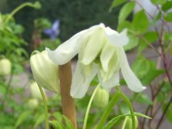 Clematis 'White Lady' / Alpenwaldrebe - Clematis alpina 'White Lady'