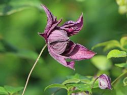 Clematis `Mary Rose`, 60-100 cm, Clematis viticella `Mary Rose`, Containerware