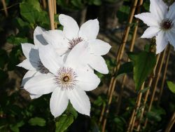 Clematis 'Matka Teresa' - Neuheit! - Clematis 'Matka Teresa'
