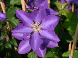 Clematis `Royalty`, 60-100 cm, Clematis `Royalty`, Containerware