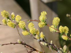Silber-Kriechweide, 40-60 cm, Salix repens argentea, Containerware