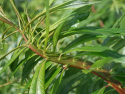 Drachenweide `Sekka`, 60-100 cm, Salix sachalinensis `Sekka`, Containerware