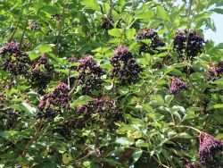 Sambucus nigra Foto Horstmann