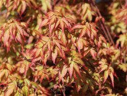 Baumschule Horstmann: Fächer-Ahorn Murasaki kiyohime, 40-50 cm, Acer palmatum Murasaki kiyohime