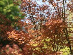 F�cher-Ahorn 'Wilson's Pink Dwarf' - Acer palmatum 'Wilson's Pink Dwarf'