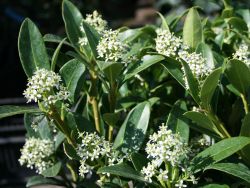 Japanische Fruchtskimmie - Skimmia japonica