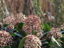 Skimmie / Bl�tenskimmie - Skimmia japonica 'Rubella'