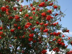 Vogelbeerbaum / Gew�hnliche Eberesche - Sorbus aucuparia