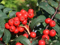 S�ulen-Eberesche / Pyramiden-Eberesche - Sorbus aucuparia 'Fastigiata'