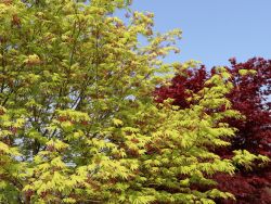F�cher-Ahorn 'Ki hachijo' - Acer palmatum 'Ki hachijo'