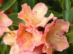 Rhododendron Hybride `Olga`, 30-40 cm, Containerware