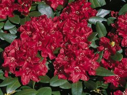 Rhododendron `Small Wonder`, Rhododendron Hybride `Small Wonder`