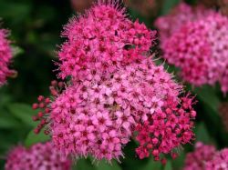 Rote Sommerspiere 'Anthony Waterer', 30-40 cm, Spiraea bumalda 'Anthony Waterer'