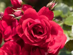 Kletterrose 'Amadeus'  � - Rosa 'Amadeus' �