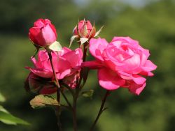 Edelrose 'Eliza' � - Rosa 'Eliza' �