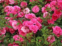 Zwergrose `Pepita` �, Rosa `Pepita` �, Topfballen