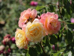 Kletterrose `Moonlight` �, Rosa `Moonlight` �, Containerware