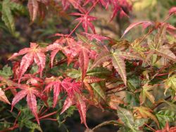 Baumschule Horstmann: Fächer-Ahorn Beni komachi, 80-100 cm, Acer palmatum Beni komachi