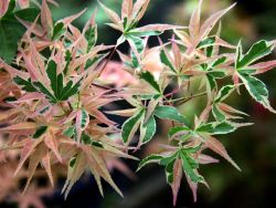 Baumschule Horstmann: Fächer-Ahorn Beni shishi henge, 40-50 cm, Acer palmatum Beni shishi henge