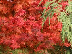 Baumschule Horstmann: Fächer-Ahorn Coonara Pygmy, 40-50 cm, Acer palmatum Coonara Pygmy