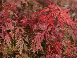 F�cher-Ahorn 'Orangeola' - Acer palmatum 'Orangeola'