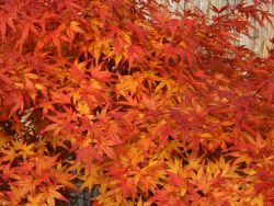 F�cher-Ahorn 'Seiun kaku' - Acer palmatum 'Seiun kaku'