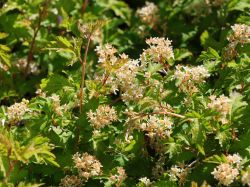 Niedrige Kranzspiere `Crispa`, 30-40 cm, Stephanandra incisa `Crispa`, Topfware