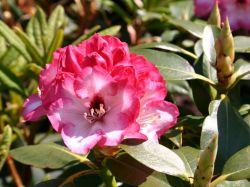 Rhododendron  Hybride `Bord�re`, 30-40 cm, Containerware