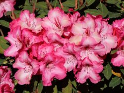 Rhododendron Hybride `Charis`, 50-60 cm, Containerware