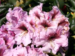 Rhododendron `Joan Leslie Hammond`, 30-40 cm, Containerware