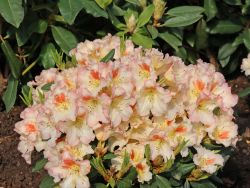Rhododendron Hybride `Marylou`, 30-40 cm, Containerware