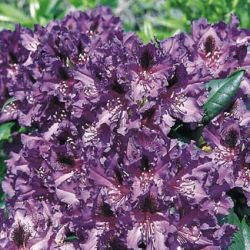 Rhododendron Hybride `Mogambo`, 40-50 cm, Containerware