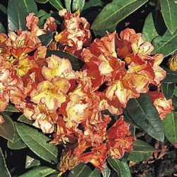 Rhododendron Hybride `Orange Flirt`, 30-40 cm, Containerpflanzen