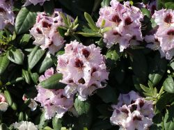 Rhododendron Hybride `Pinguin`, 30-40 cm, Containerware