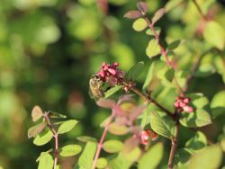 Niedrige Purpurbeere 'Hancock' - Symphoricarpos chenaultii 'Hancock'
