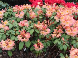 Rhododendron 'Santorina' - Rhododendron Hybride 'Santorina'