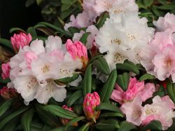 Rhododendron yakushimanum `Aprilmorgen`, 20-25 cm, Containerpflanzen