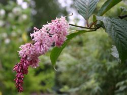 Bogenflieder, 80-100 cm, Syringa reflexa, Containerware