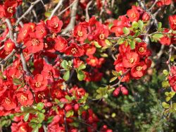 Scheinquitte / Zierquitte `Fusion`, 40-60 cm, Chaenomeles `Fusion`