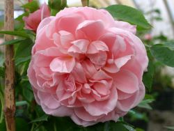 Strauchrose `Colette` �, Rosa `Colette` �, Containerware