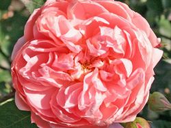 Baumschule Horstmann: Strauchrose Colette ®, Rosa Colette ®, Wurzelware